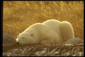 183040 Asleep On The Tundra A4 Photo Print