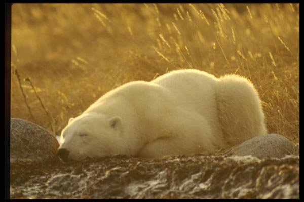 183040 Asleep On The Tundra A4 Photo Print