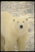 183042 Bear (frontal) A4 Photo Print