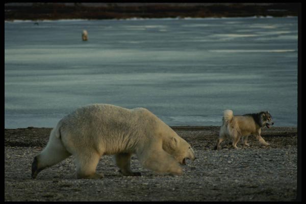 183043 Bear And Sled Dog confrontation A4 Photo Print