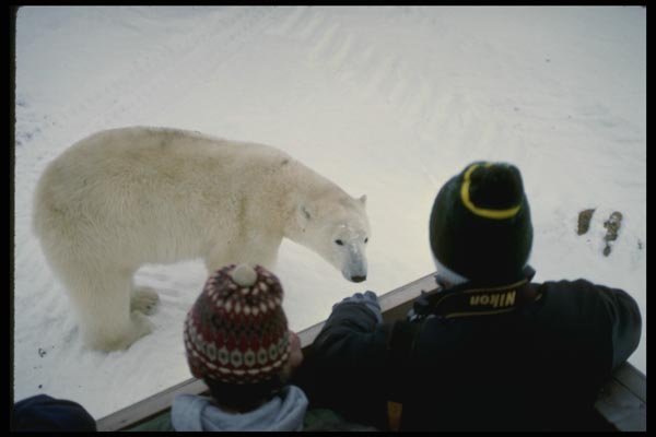 183044 Tourists And Bear A4 Photo Print