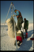 183045 Biologists Weigh Drugged Bear A4 Photo Print
