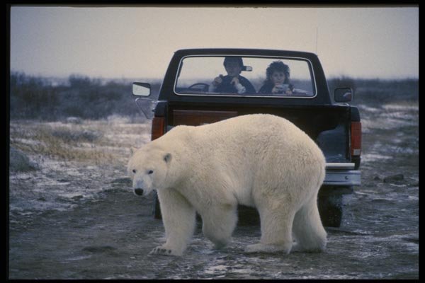 183046 Bear And Truck A4 Photo Print