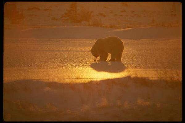183048 Bear In Sunset A4 Photo Print