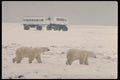 183049 Bears And Tundra Vehicles A4 Photo Print