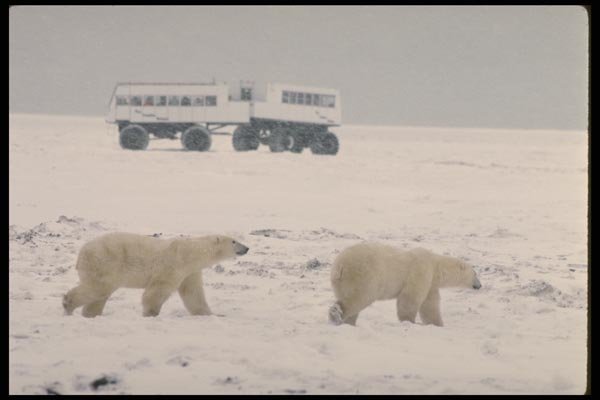183049 Bears And Tundra Vehicles A4 Photo Print