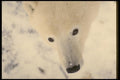 183050 Immature Bear Face A4 Photo Print