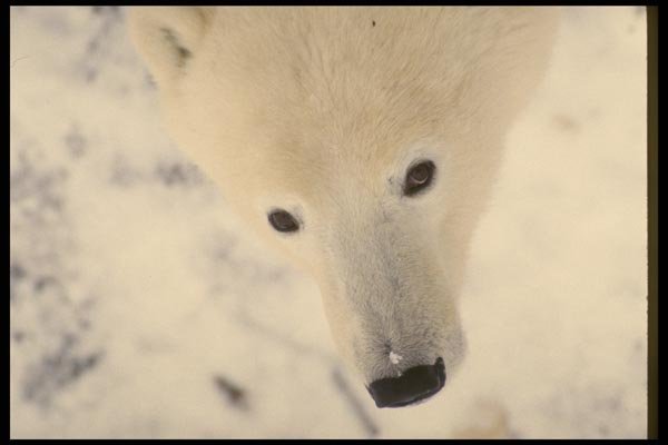 183050 Immature Bear Face A4 Photo Print