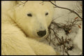 183051 Bear In Sleeping Position A4 Photo Print
