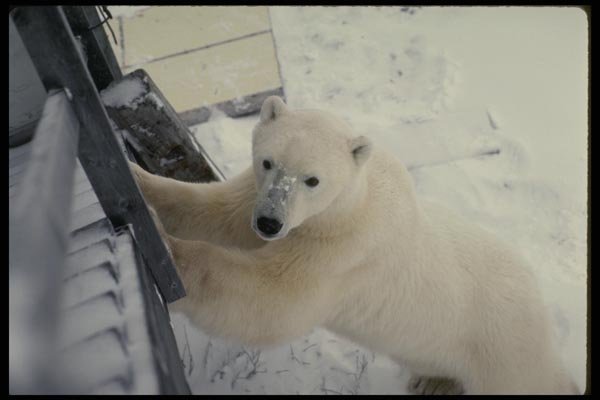 183052 Bear Attempting To Break In A4 Photo Print