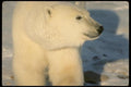 183053 Bear In Evening Light A4 Photo Print