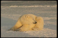 183054 Bear In Evening Light A4 Photo Print