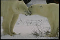 183055 Male Bears Mouthing A4 Photo Print