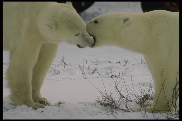 183055 Male Bears Mouthing A4 Photo Print