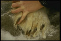 183056 Bear Claw And Human Hand A4 Photo Print