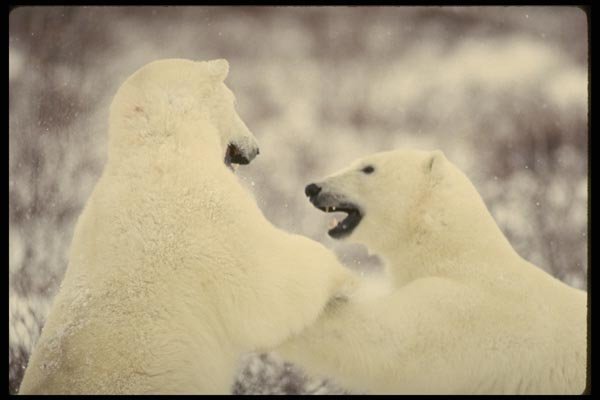 183057 Bears Play fighting A4 Photo Print