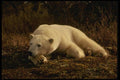 183058 Bear Resting A4 Photo Print