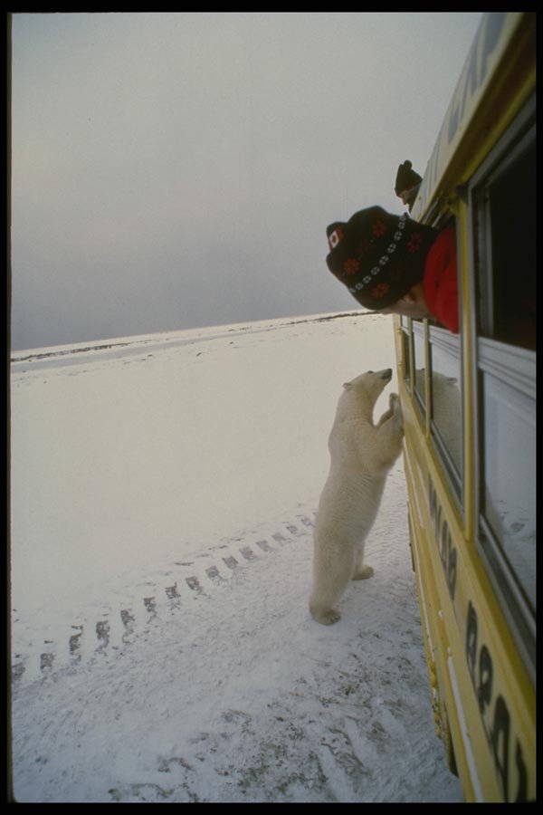 183059 Bear Examining Tour Vehicle A4 Photo Print