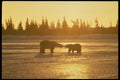 183060 Bear Romance In Sunset A4 Photo Print
