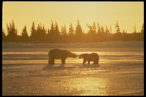 183060 Bear Romance In Sunset A4 Photo Print
