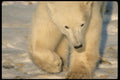 183061 Bear (frontal) A4 Photo Print