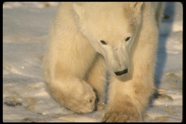 183061 Bear (frontal) A4 Photo Print