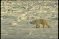 183062 Bear Seal Hunting A4 Photo Print