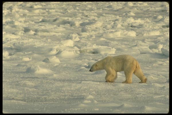 183062 Bear Seal Hunting A4 Photo Print
