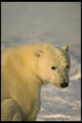 183063 Bear Seated A4 Photo Print