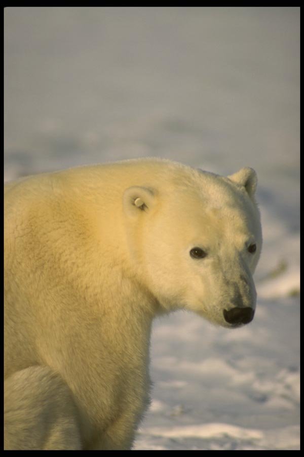 183063 Bear Seated A4 Photo Print