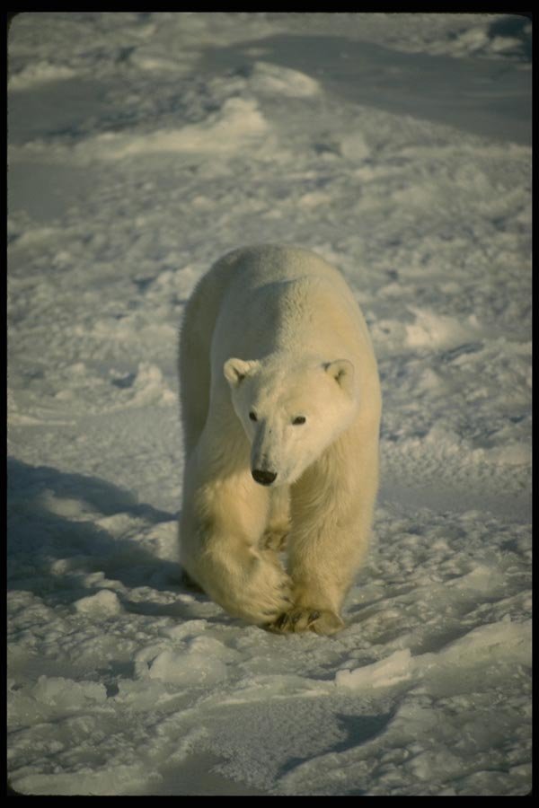 183064 Bear On Pack Ice A4 Photo Print