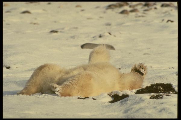 183065 Bear Streching A4 Photo Print