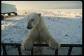 183066 Bear exploring Vehicle A4 Photo Print
