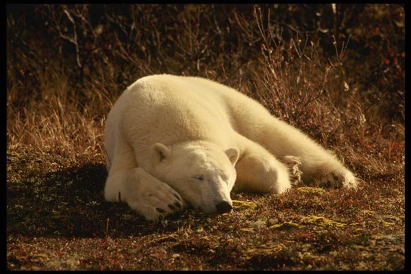 183067 Sleeping On Tundra A4 Photo Print