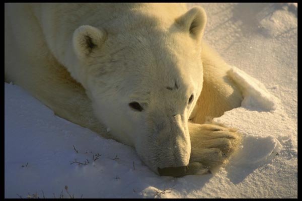 183068 Bear Rests Head On Paw A4 Photo Print