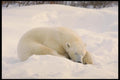 183069 Snoozing In Snow A4 Photo Print