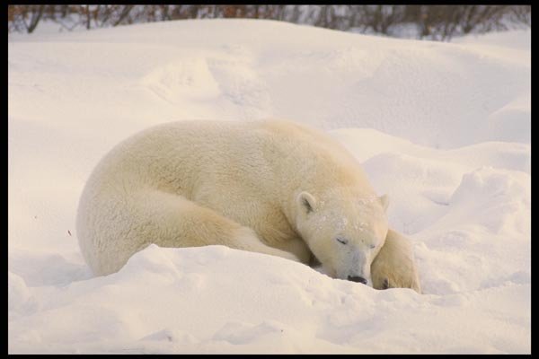 183069 Snoozing In Snow A4 Photo Print