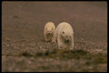 183070 Female With Fat Cub A4 Photo Print