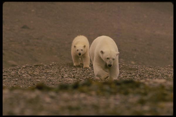 183070 Female With Fat Cub A4 Photo Print