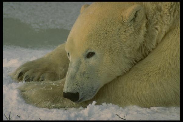183071 Contemplative Bear A4 Photo Print