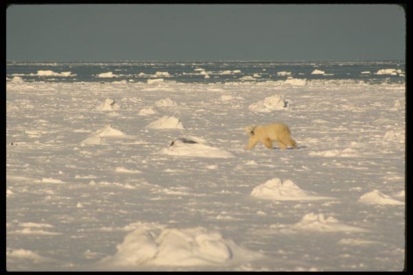 183072 Bear On Pack Ice A4 Photo Print