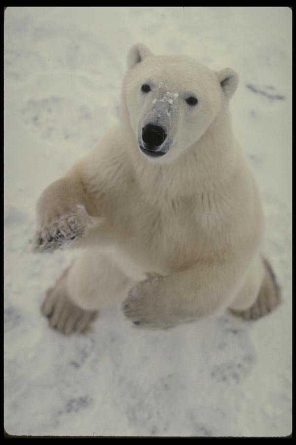 183073 Huge Bear On Hind Legs A4 Photo Print