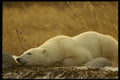 183074 Resting On Tundra A4 Photo Print