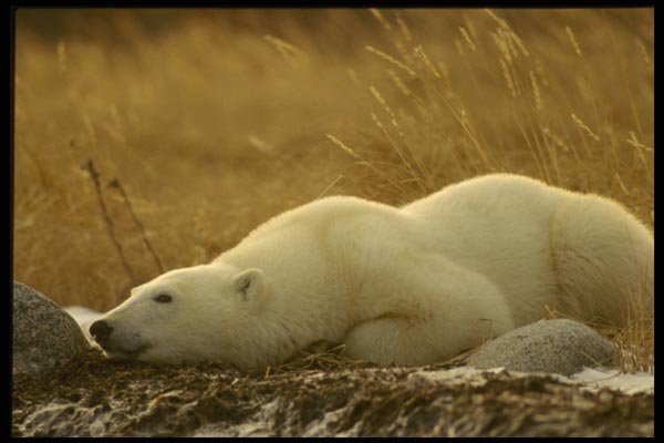 183074 Resting On Tundra A4 Photo Print