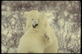 183075 Male Bears Fighting A4 Photo Print
