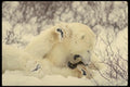 183076 Male Bears Fighting A4 Photo Print