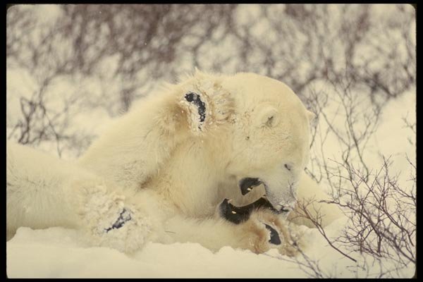 183076 Male Bears Fighting A4 Photo Print