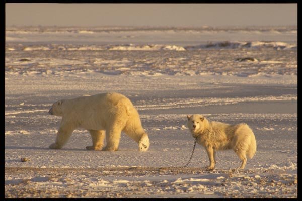 183077 Bear And Sled Dog A4 Photo Print