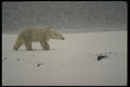 183078 Bear In Snow Storm A4 Photo Print