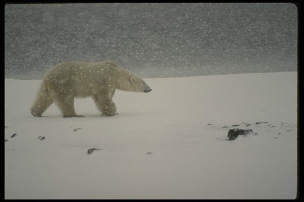 183078 Bear In Snow Storm A4 Photo Print